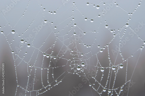 Cobweb after rain
