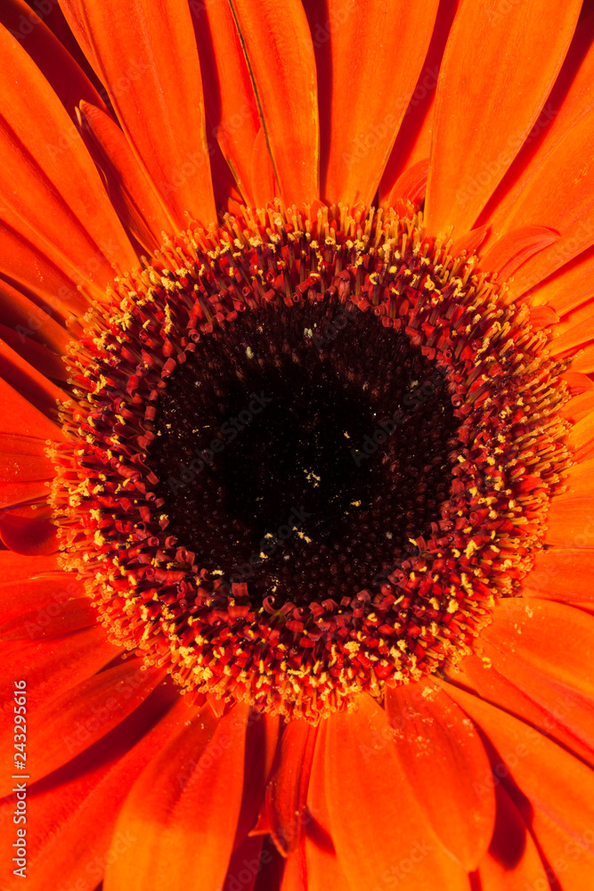 Flower closeup for natural background. Selective focus Flower closeup for natural background. Selective focus
