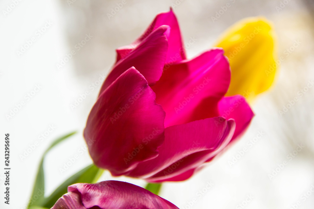 Obraz premium A bouquet of yellow and pink tulips in a vase on the windowsill. A gift from flowers by the window.