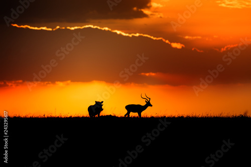 Impala gazelle and Warthog at sunset in Masai Mara, Kenya