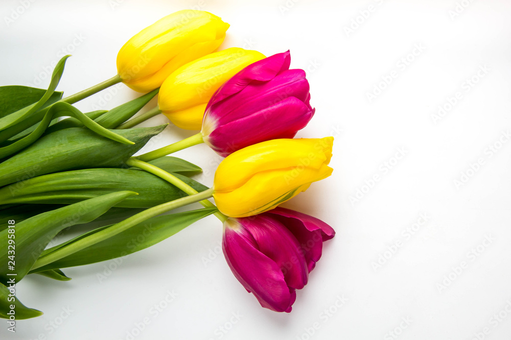 Spring background of pink and yellow tulips on white with copyspace Spring background of pink and yellow tulips on white with copyspace
