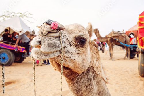Pushkar Desert, Rajasthan, India, February 2018: Camel and vehicles at Pushkar desert