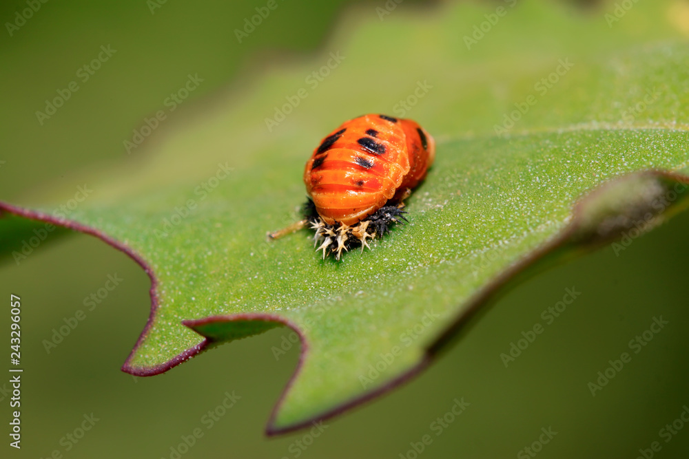 ladybug pupae on the leaf ladybug pupae on the leaf