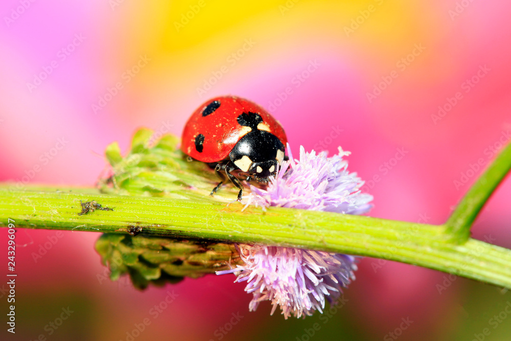 lady beetle eat aphids on the plant lady beetle eat aphids on the plant