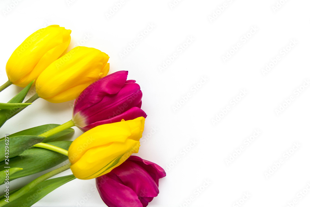 Spring background of pink and yellow tulips on white with copyspace Spring background of pink and yellow tulips on white with copyspace