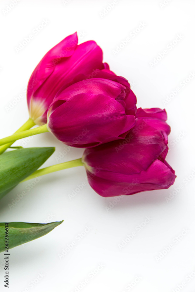 Spring background of pink tulips on white with copyspace Spring background of pink tulips on white with copyspace