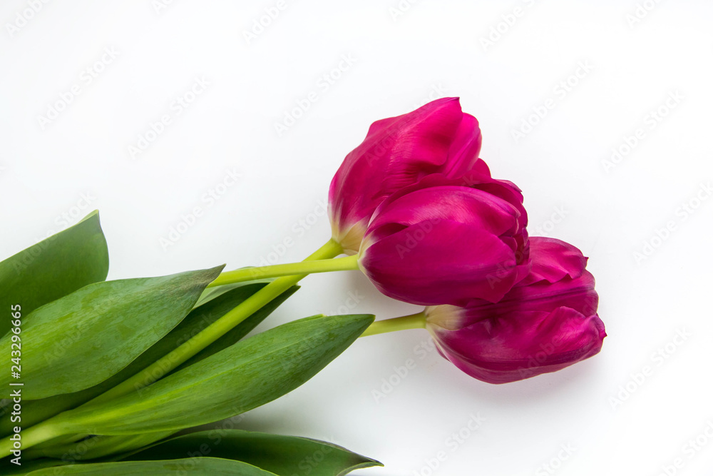 Spring background of pink tulips on white with copyspace