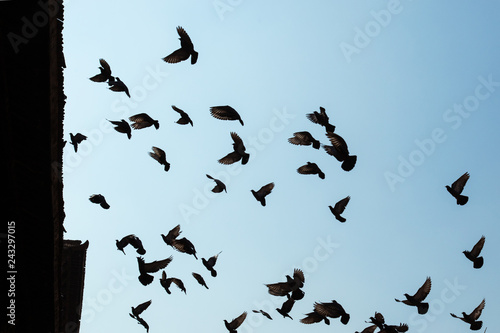 Silhouette of flock of birds on a blue sky. © AlexandraDaryl
