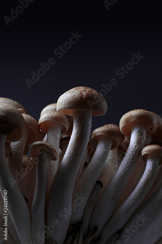 mushrooms on a wooden background
