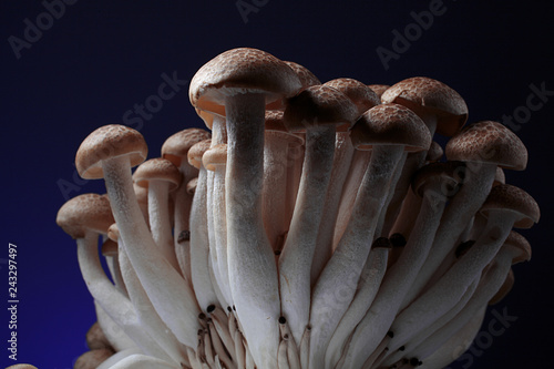 mushrooms on wooden background