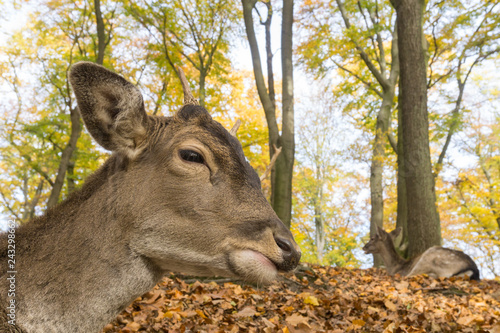 Damhirsch im Herbstwald