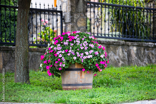 flowers in garden