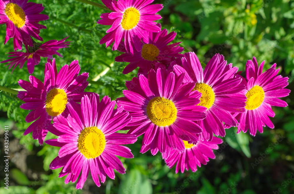 Obraz premium The pink pyrethrum, or Persian Daisy (lat. Pyrethrum roseum) in the garden