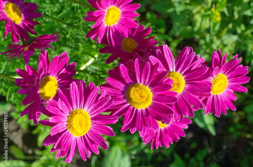 The pink pyrethrum  or Persian Daisy  lat. Pyrethrum roseum  in the garden