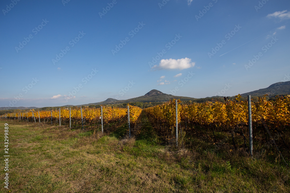 vineyard in autumn at Badacsony