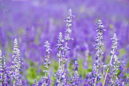 Fototapeta Naklejka Na Ścianę i Meble -  Beautiful Blooming Purple Salvia (Blue sage) flower field in outdoor garden.Blue Salvia is herbal plant in the mint family. - Image