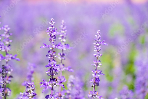 Beautiful Blooming Purple Salvia  Blue sage  flower field in outdoor garden.Blue Salvia is herbal plant in the mint family. - Image