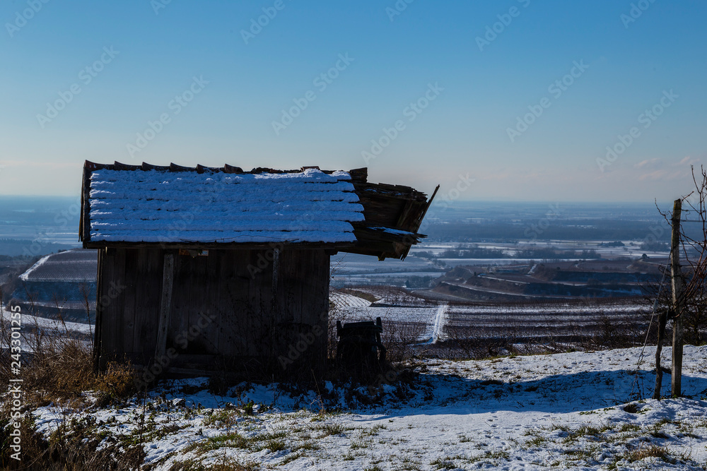 Weinberge Reben im Winter Stock-Foto | Adobe Stock