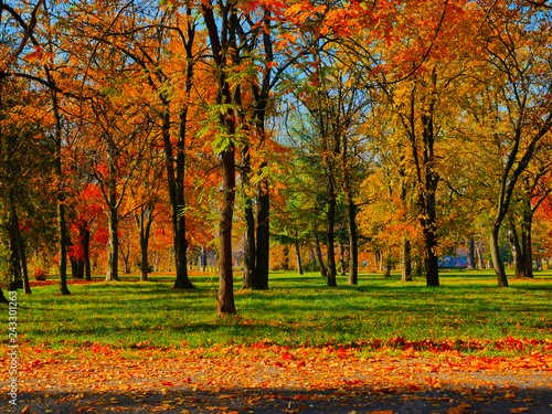 forest in autumn