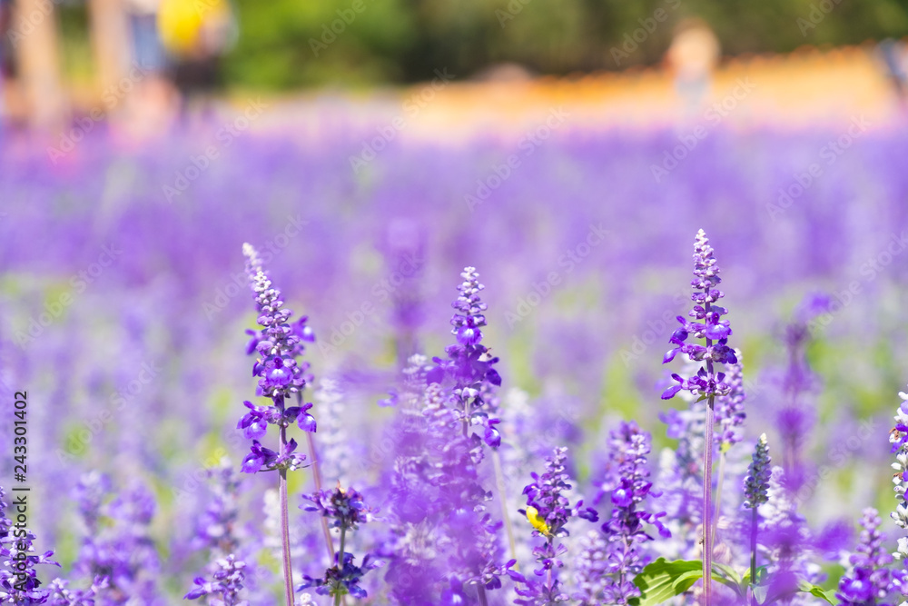 Obraz premium Beautiful Blooming Purple Salvia (Blue sage) flower field in outdoor garden.Blue Salvia is herbal plant in the mint family. - Image