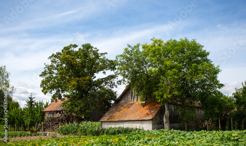old house under tree