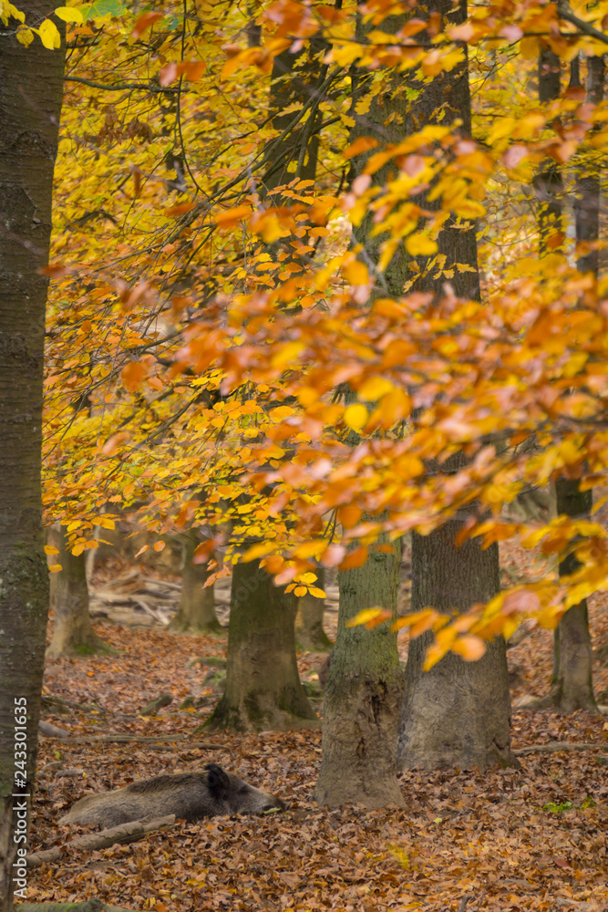 Im Herbstlaub schlafendes Wildschwein Im Herbstlaub schlafendes Wildschwein