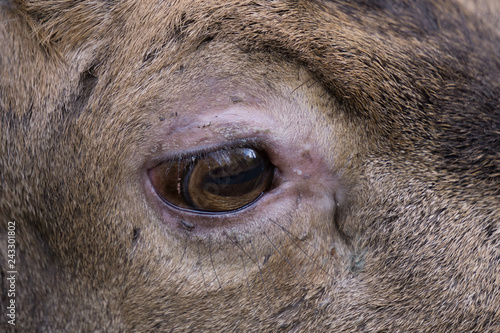 Auge eines Damhirschmännchens