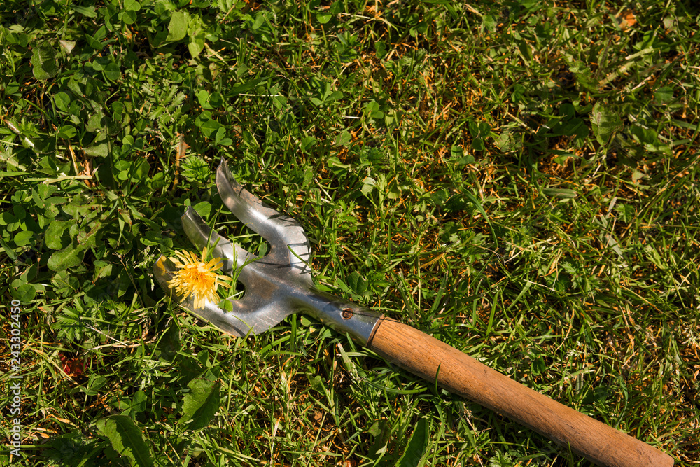 Obraz premium Small hand rake on the lawn