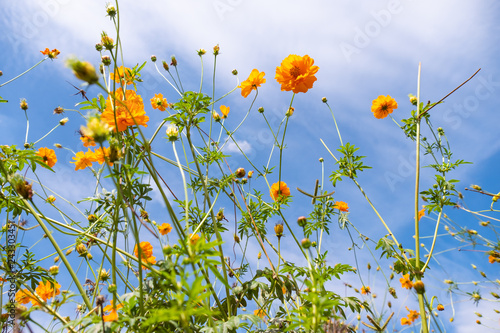 Beautiful blooming yellow cosmos flower with clouds and blue sky. Landscape and botany image.