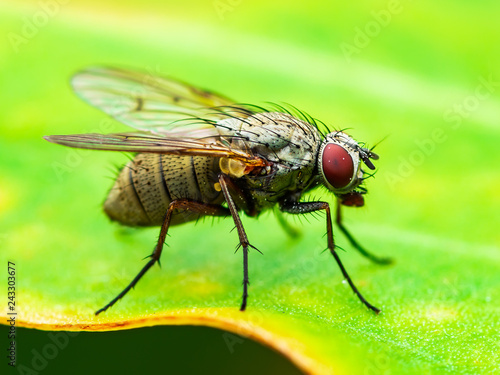 Exotic Drosophila Fruit Fly Diptera Insect on Plant Leaf