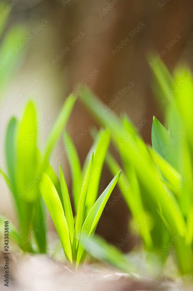Fresh spring growth. Allium plant leaves emerging from forest floor. Selective focus and shallow depth of field. Fresh spring growth. Allium plant leaves emerging from forest floor. Selective focus and shallow depth of field.