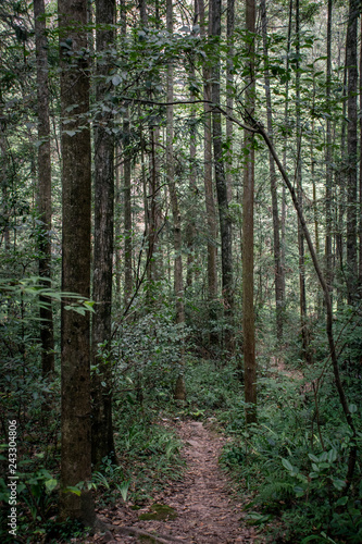 National Park of Zhangjiajie