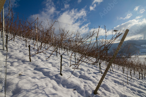 Weinberge Reben im Winter