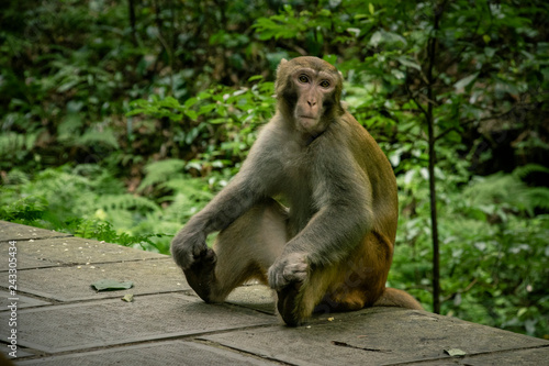 Monkeys at the National Park of Zhangjiajie © fotonomada 