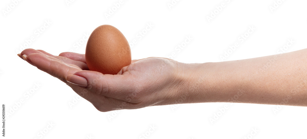 chicken egg in female hand chicken egg in female hand
