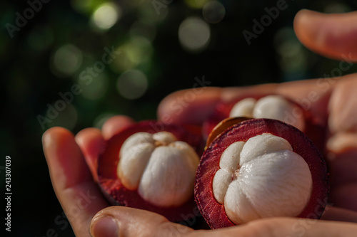 Woman hands holding mangosteens. Mangosteen fruit in woman hands. Closeup. Thailand fruit. 