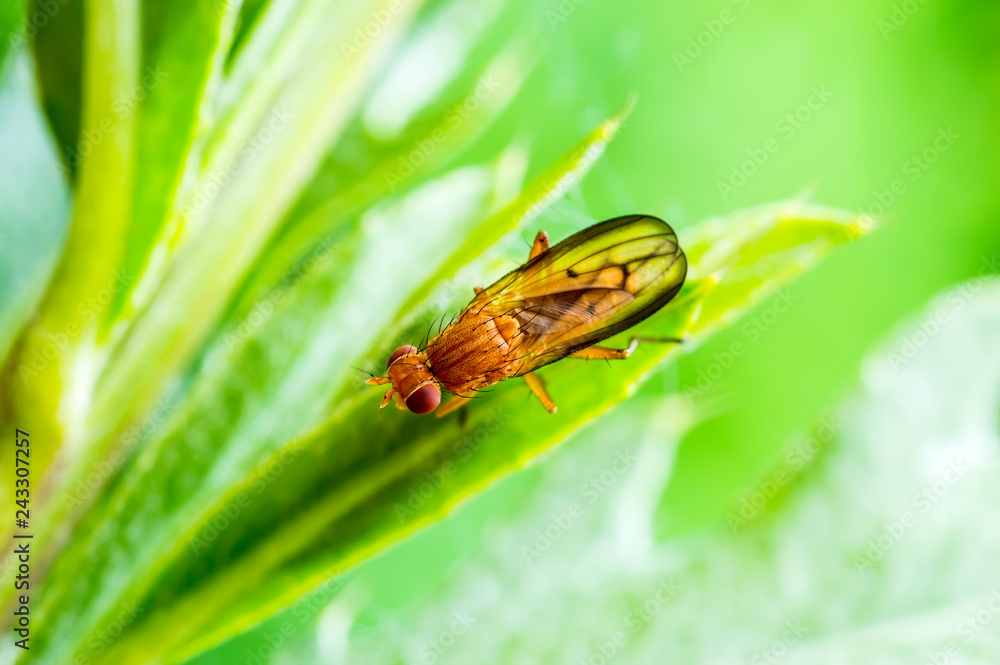 Exotic Drosophila Fruit Fly Diptera Insect on Plant Leaf Exotic Drosophila Fruit Fly Diptera Insect on Plant Leaf