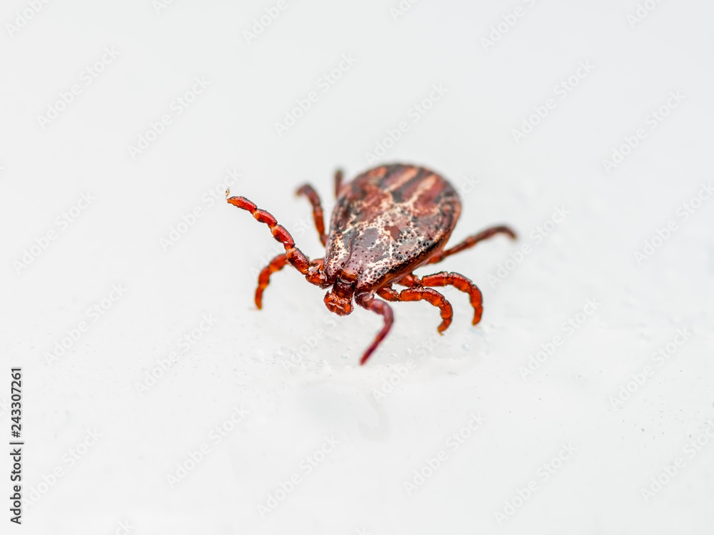 Encephalitis Virus or Lyme Disease Infected Dermacentor Tick Arachnid Insect Pest Crawling