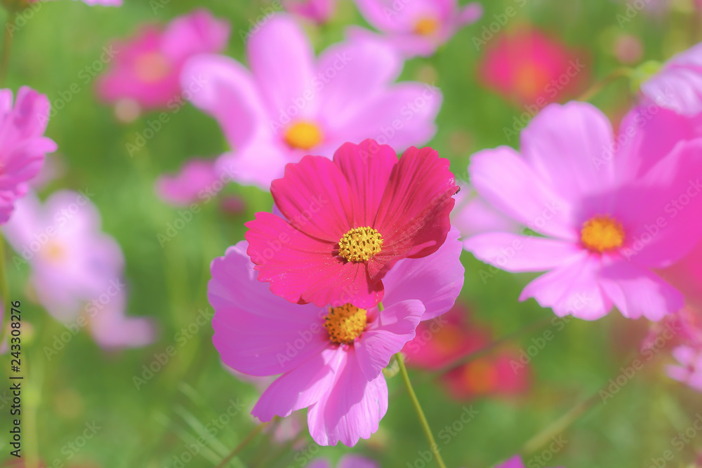 Cosmos flowers blooming. Cosmos flowers blooming.