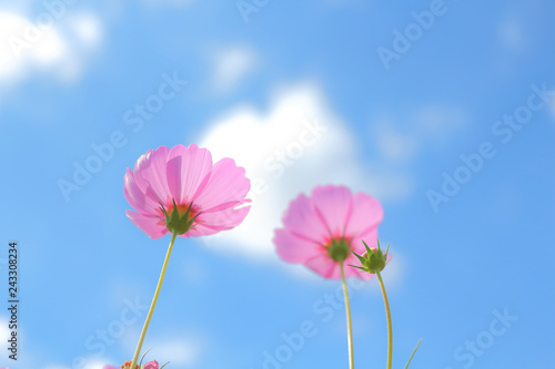 Cosmos flowers blooming.