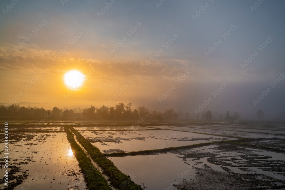 Foggy sunrise on the rice field 