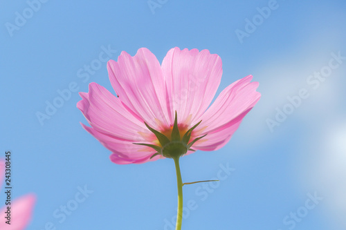 Cosmos flowers blooming.