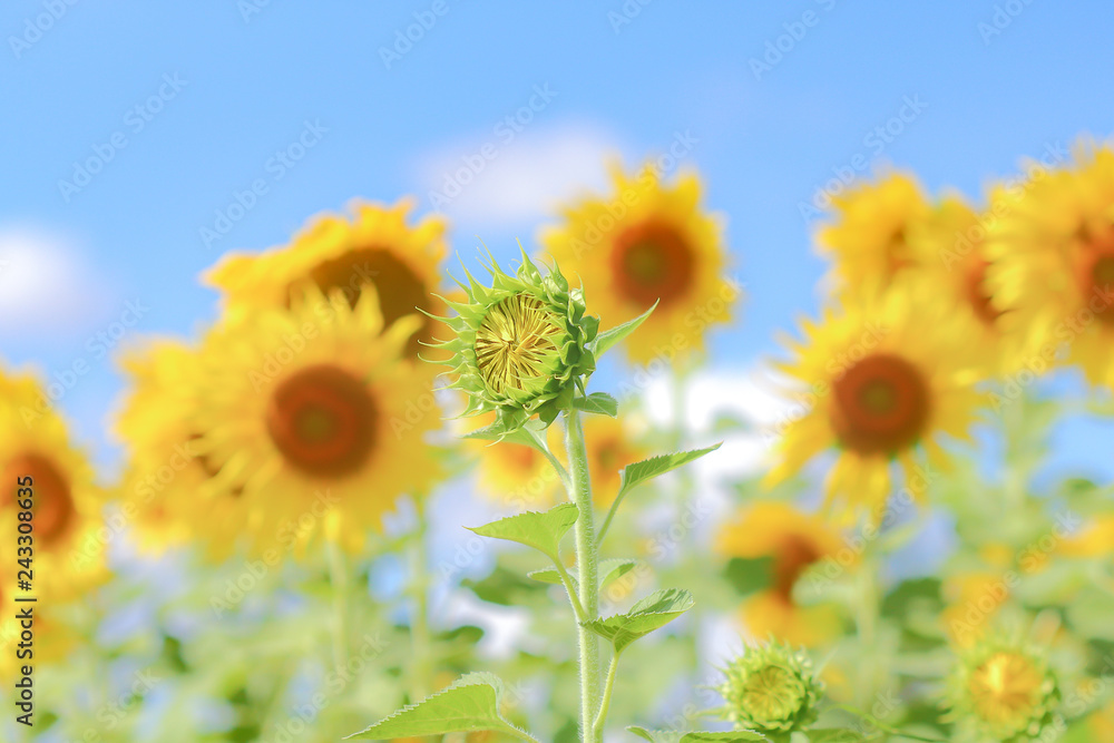 Obraz premium Sunflower field.