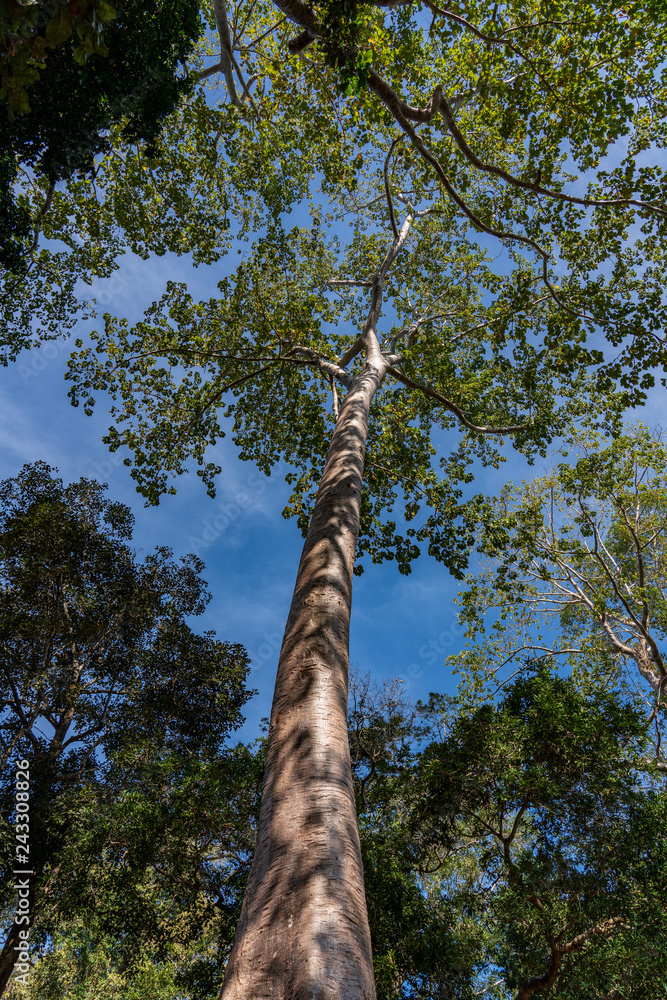 Fototapeta premium Big tall tree at Angkor, Cambodia