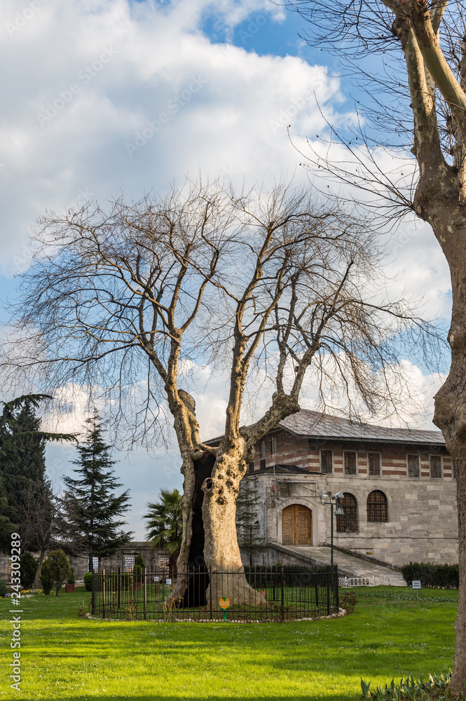 Old plane tree in the courtyard of a mosque in Istanbul, Turkey. Old plane tree in the courtyard of a mosque in Istanbul, Turkey.