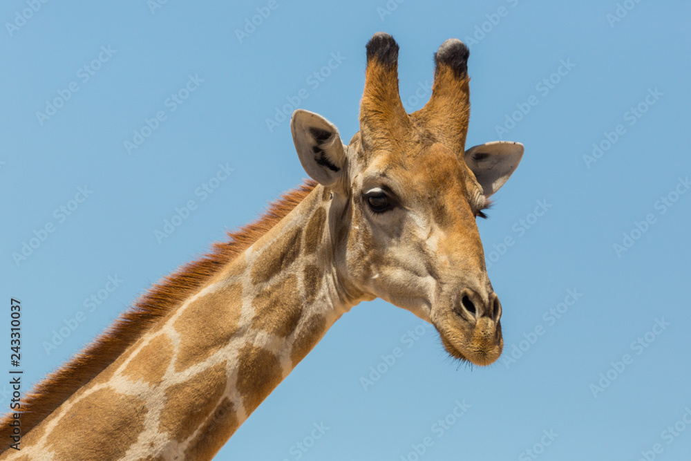side view portrait of male giraffe neck and head in blue sky Photos | Adobe  Stock