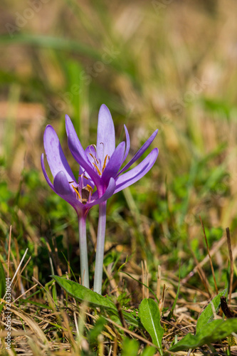 close view of autumn crocus flower (colchicum autumnale) in bloom