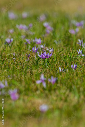 green meadow, many autumn crocus flowers (colchicum autumnale) in bloom