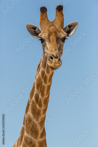 front view portrait male giraffe neck and head, blue sky