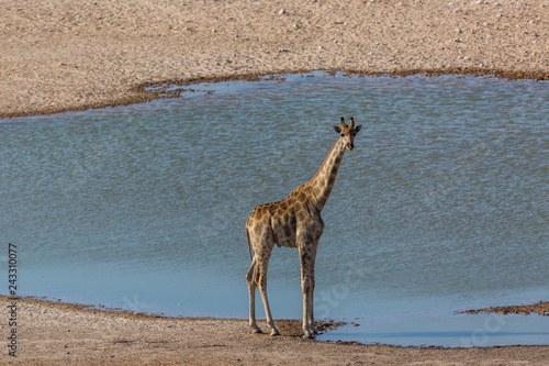 one male giraffe standing on water hole in Etosha park